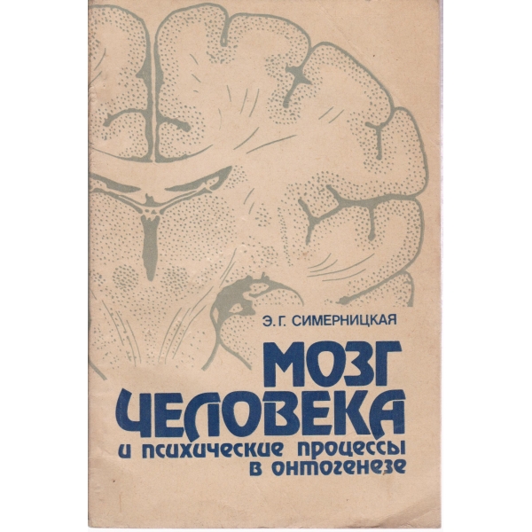 Мозг человека