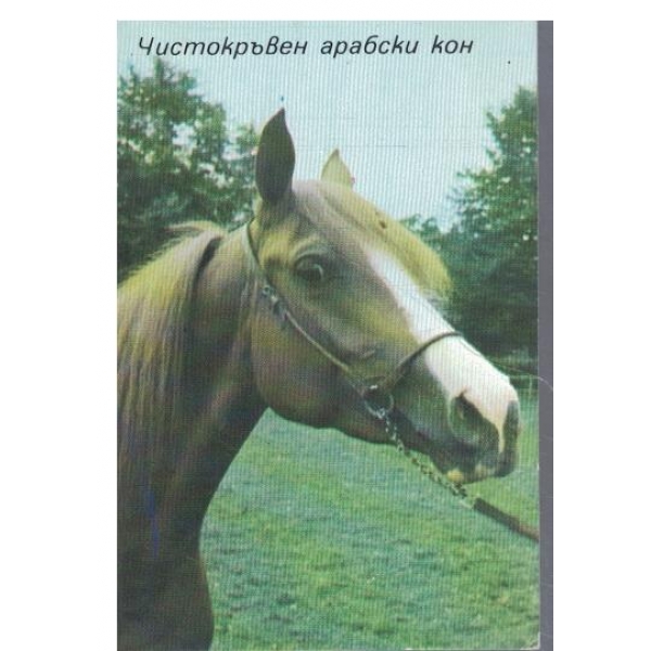 Календар-1986 г.-Чистокръвен арабски кон